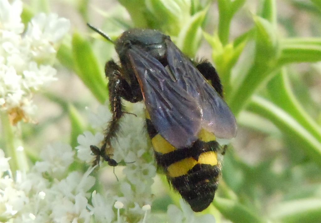 Colpa sexmaculata attaccata da formiche Tapinoma sp.